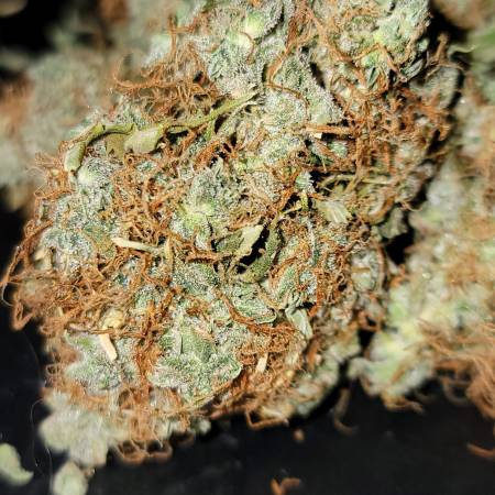 Sweetberry Cough Auto GOG