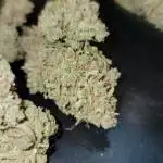 Blue Dream Auto