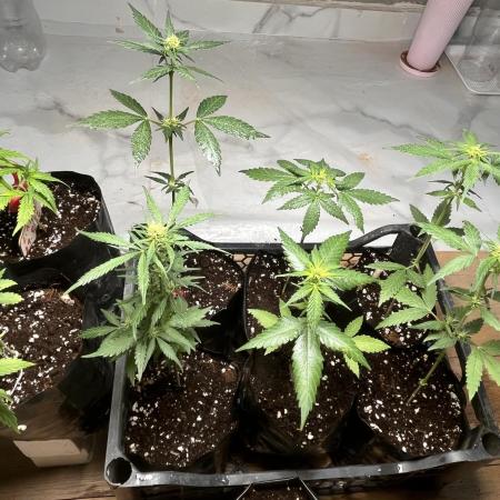 Middle East landrace seeds 🌱