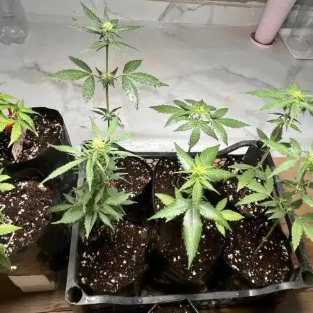 Middle East landrace seeds 🌱