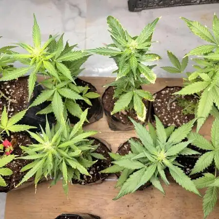 Middle East landrace seeds 🌱