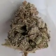 60x60cm - 3 Strain Grow - 100W