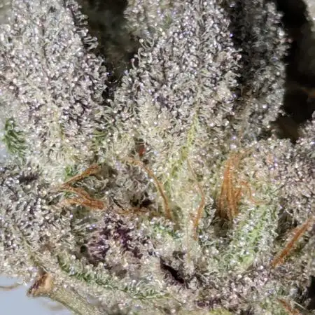 Banana & Hindu Kush - Mini Grow
