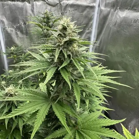 FastBuds Terpy Test Round #1