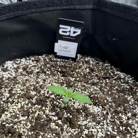 FastBuds Test Round #3