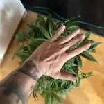 FastBuds Terpy Test Round #1