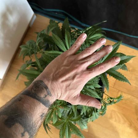 FastBuds Terpy Test Round #1