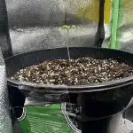 FastBuds Test Round #4