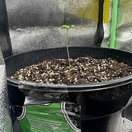 FastBuds Test Round #4