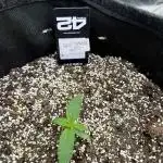 FastBuds Test Round #2