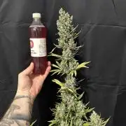 FastBuds Terpy Test Round #1