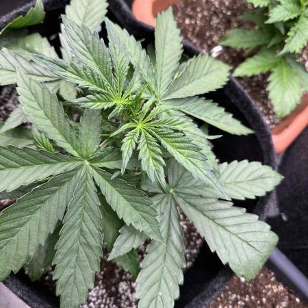 FastBuds Test Round #2