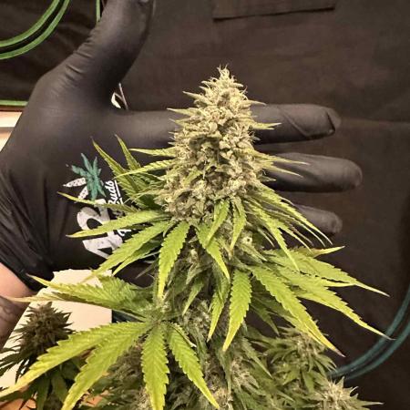 FastBuds Terpy Test Round #1