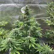 FastBuds Terpy Test Round #1