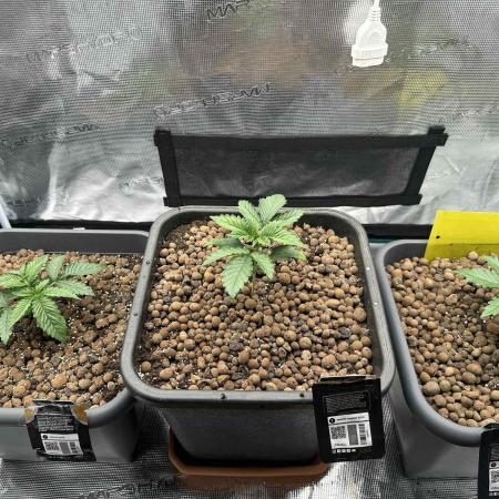 FastBuds Terpy Test Round #1