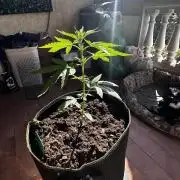 PINEAPPLE EXPRESS AUTO OUTDOOR