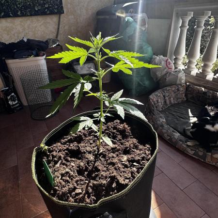 PINEAPPLE EXPRESS AUTO OUTDOOR