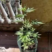 PINEAPPLE EXPRESS AUTO OUTDOOR