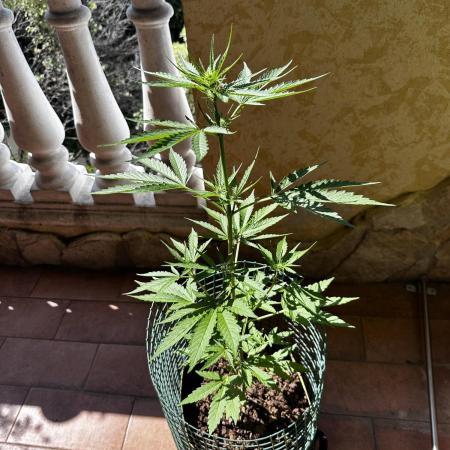 PINEAPPLE EXPRESS AUTO OUTDOOR