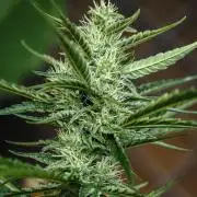 PINEAPPLE EXPRESS AUTO OUTDOOR