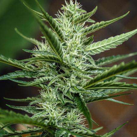 PINEAPPLE EXPRESS AUTO OUTDOOR