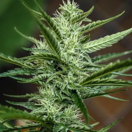 PINEAPPLE EXPRESS AUTO OUTDOOR