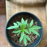 Runtz auto outdoor 