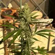 PINEAPPLE EXPRESS AUTO OUTDOOR
