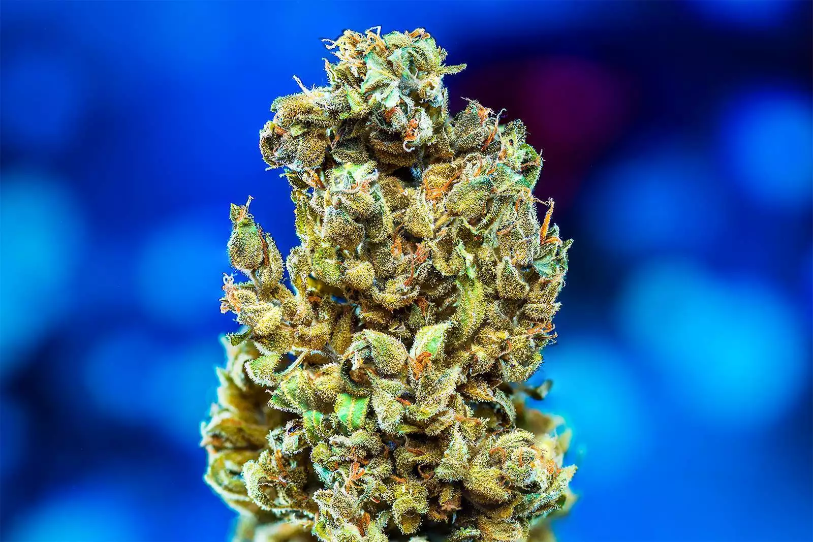 Lemon Zkittle / Dutch Passion: growers - GrowDiaries