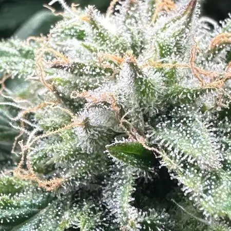 Northern Lights Auto from Zamnesia