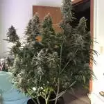 SOUR DIESEL AUTOFLOWER 