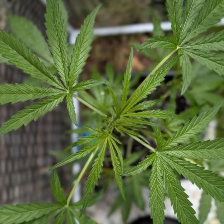 ,,Frosted Guava,, Autoflowering