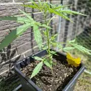 ,,Frosted Guava,, Autoflowering