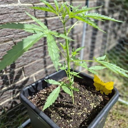 ,,Frosted Guava,, Autoflowering