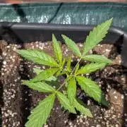 ,,Frosted Guava,, Autoflowering