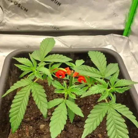Green Gelato