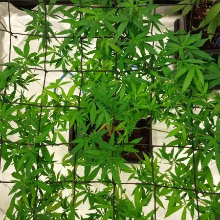 Purple C. K. von der Blütephase zurück in die Vegi