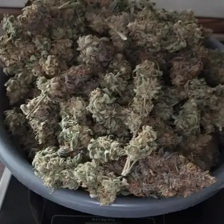 Green Gelato