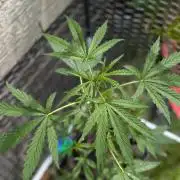 ,,Frosted Guava,, Autoflowering