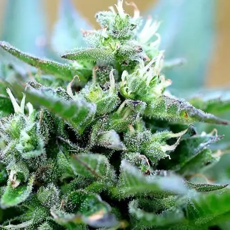 Strawberry Banana (Autom.)