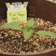 TNT'S Grow 0001