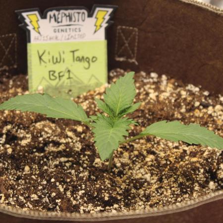 TNT'S Grow 0001