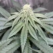 Grow #4 Coochie Runtz (Repeat)