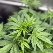 Grow #5 Gorilla Z Auto 42