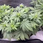 Grow #5 Lemon Cherry Auto 42
