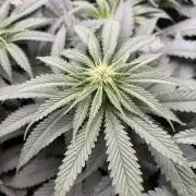 Grow #4 Coochie Runtz (Repeat)