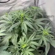 Grow #5 Dark Devil Auto