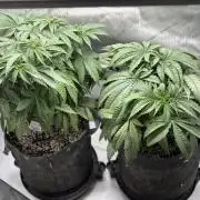 Grow #4 Coochie Runtz (Repeat)