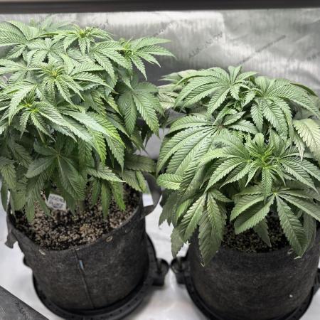 Grow #4 Coochie Runtz (Repeat)