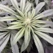 Grow #4 Coochie Runtz (Repeat)